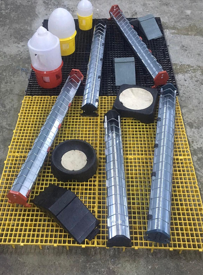 Pigeon Ground Feeders